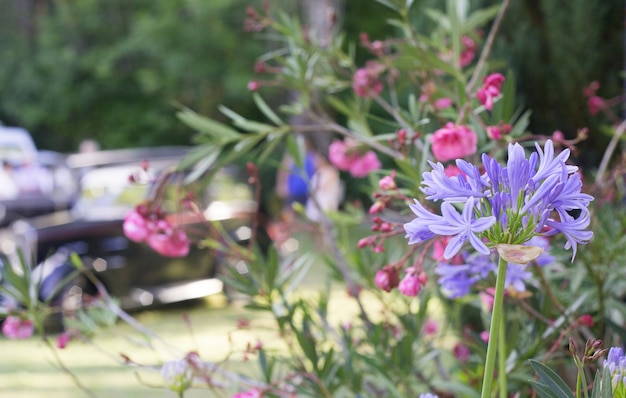 Blue elegant flowers.