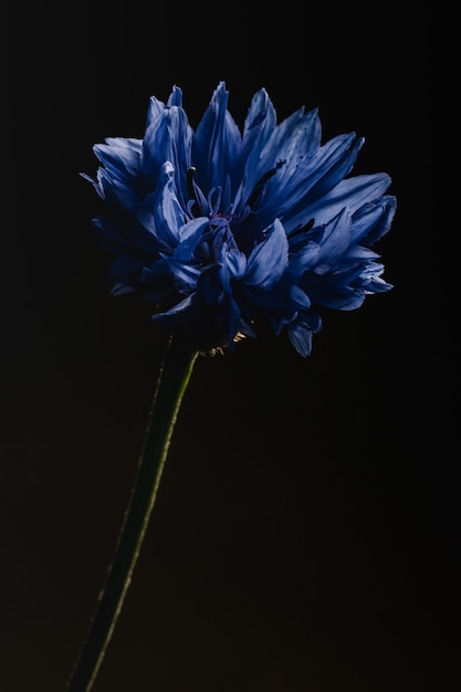 Голубой цветок в макрообъективе