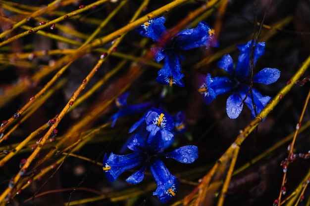 Free photo blue flowers among twigs