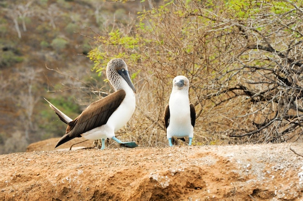 Foto gratuita uccello sula piedi blu