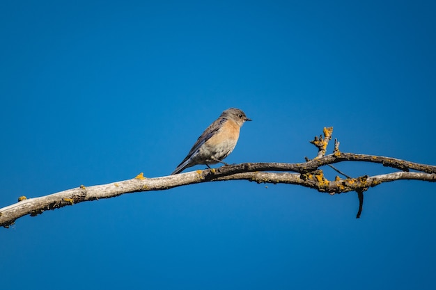 Сине-серая птица на коричневой ветке дерева в дневное время