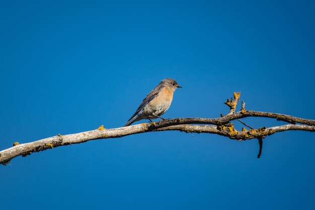 Blue and gray bird on brown tree branch during daytime