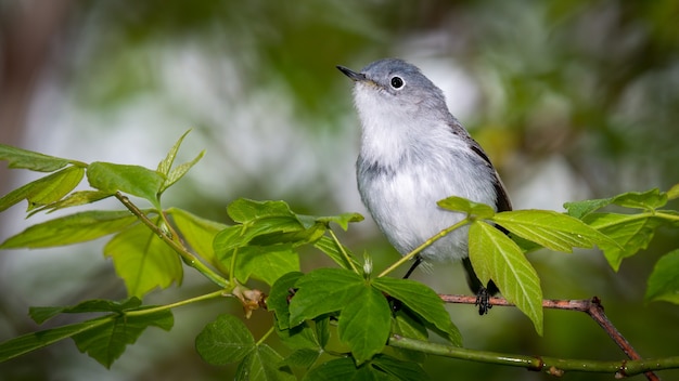 Foto gratuita gnatcatcher grigio blu