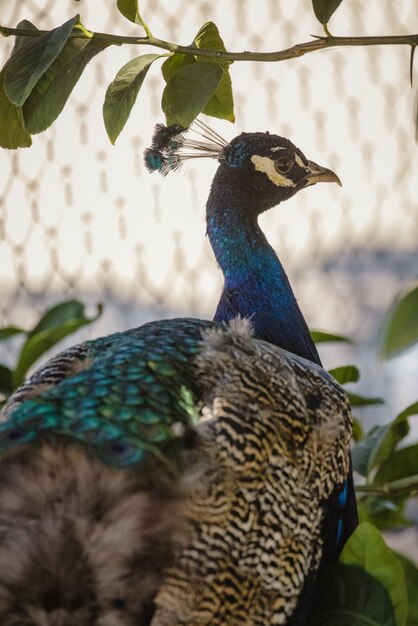 Blue green and brown peacock