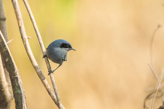 背景をぼかした写真の枝に腰掛け青灰色のブヨキャッチャー鳥