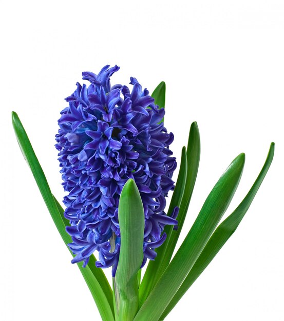 Blue hyacinth isolated 
