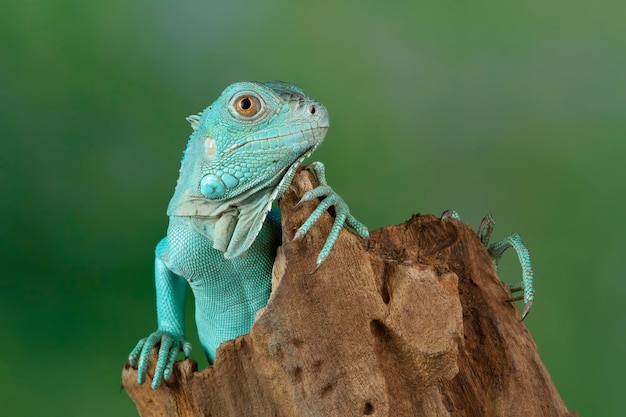 Blue Iguana closeup on branch Blue Iguana Grand Cayman Blue on wood with natural background