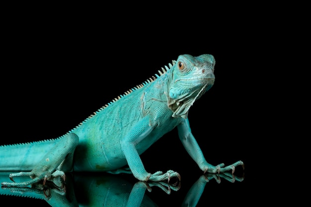 Blue Iguana closeup on branch with black backgrond