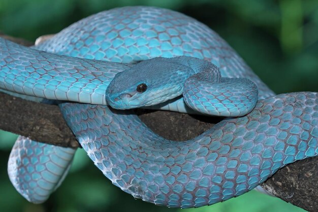 Blue insularis Trimeresurus Insularis животное крупным планом