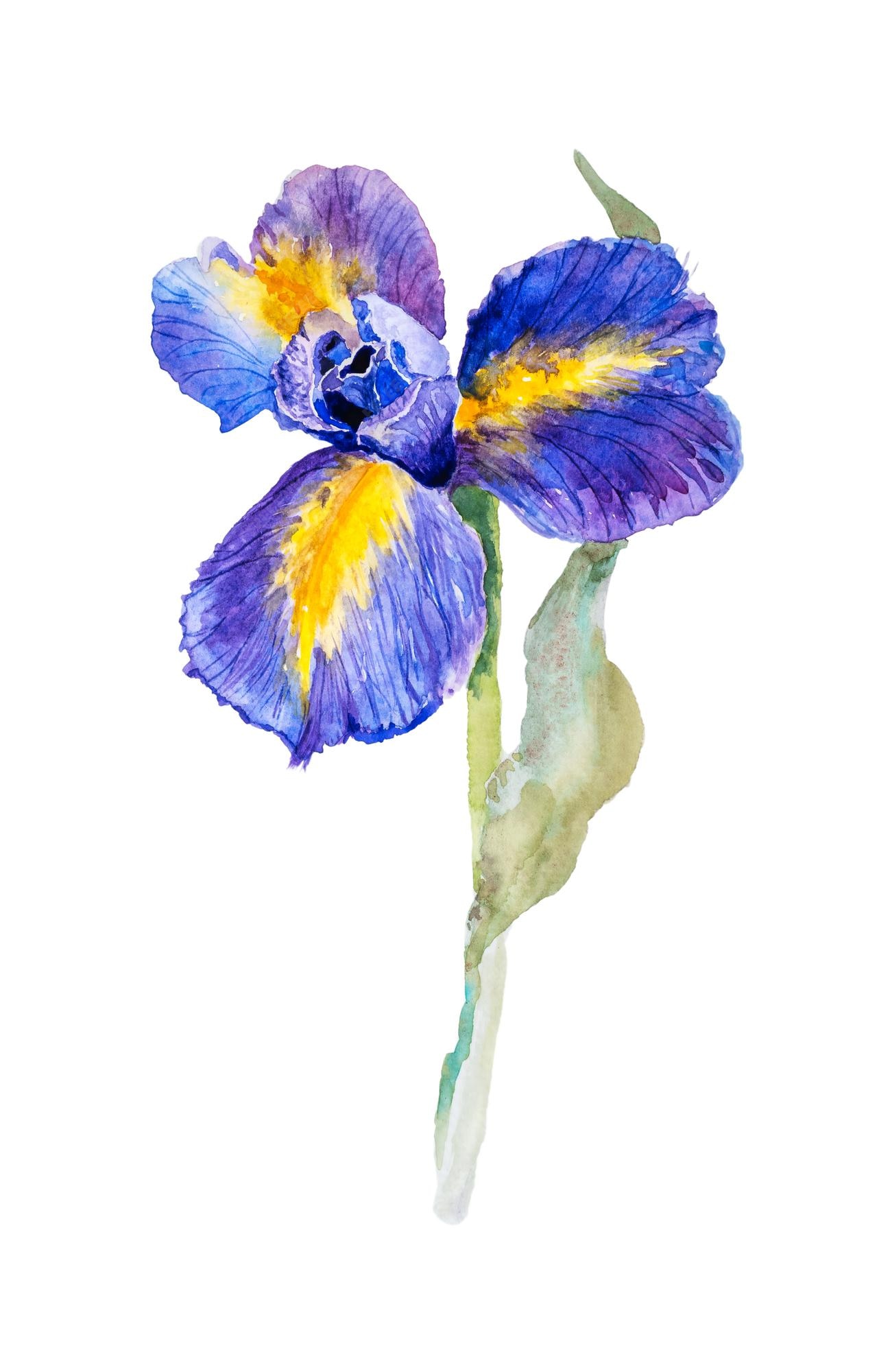 Beautiful Blue Iris Flower With Bud Branches And Leaves Isolated