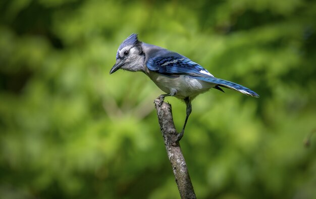 Blue jay (Cyanocitta cristata