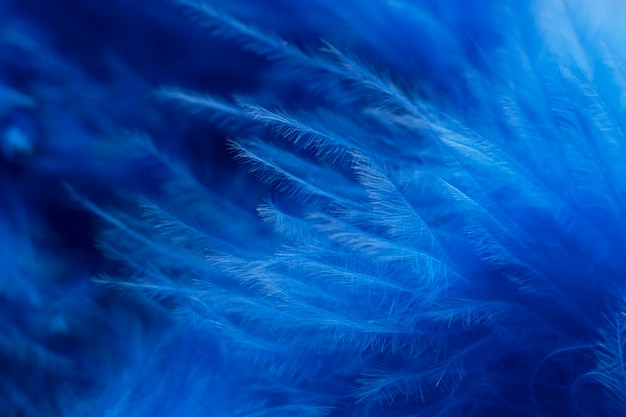 Foto gratuita composizione del concetto di lunedì blu con piume