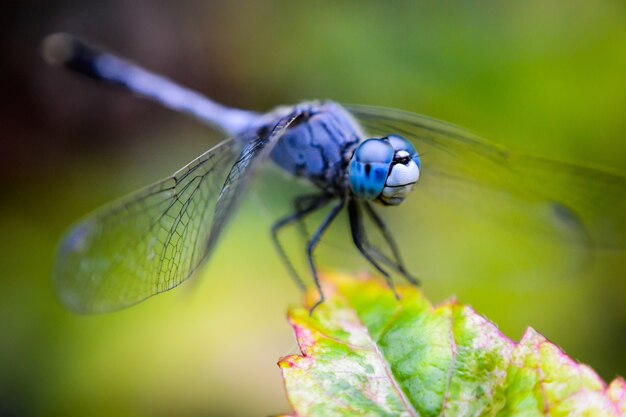 背景をぼかした写真の緑の植物に青い翼のある昆虫