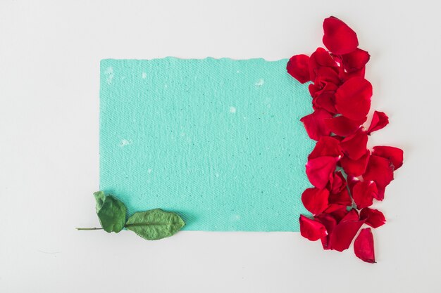 Blue paper near petals and leaves 