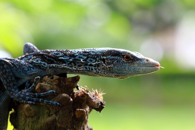 Blue paranus closeup head animal closeup