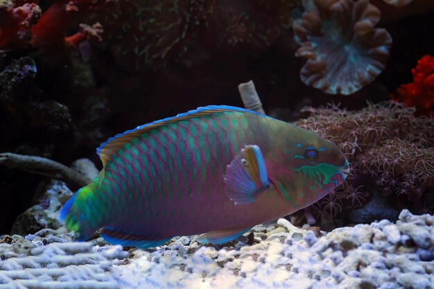 Голубая рыба-попугай или зеленая горбатая рыба-попугай крупным планом с бокового вида