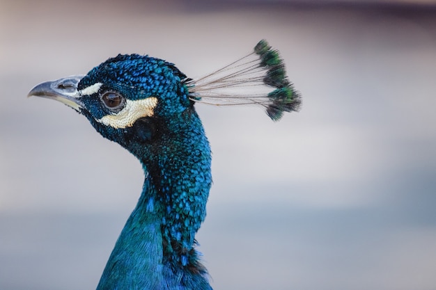 Blue peacock in close up