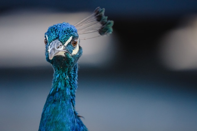 Blue peacock in close up