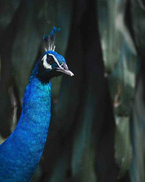 Blue Peafowl surrounded by greenery under the lights with a blurry background