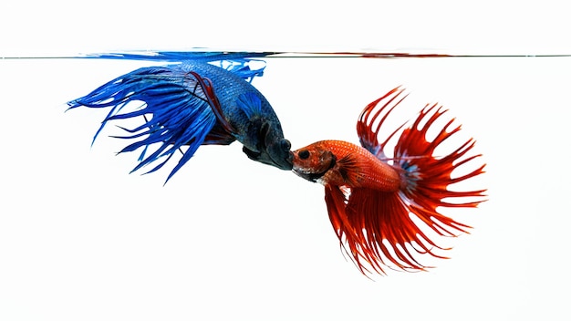 青と赤のベタの魚、白い背景で隔離の魚と戦う