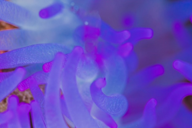 Free photo blue sea anemone