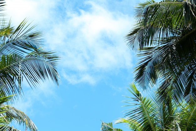 Blue sky with a few clouds and palm trees
