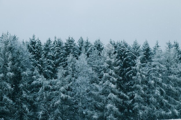 Синий снежный лес, который в синем