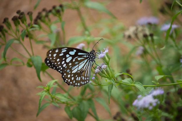 春​の​季節​に​植物​の​上​で​休む​青い​斑点​の​ある​マダラ​チョウ​または​danainae