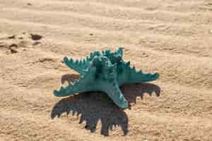 Foto gratuita stella marina blu sulla spiaggia sabbiosa