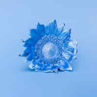 Free photo blue sunflower