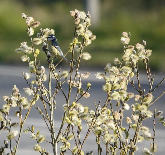 Blue tit bird standing on thin branches on a willow tree in a park