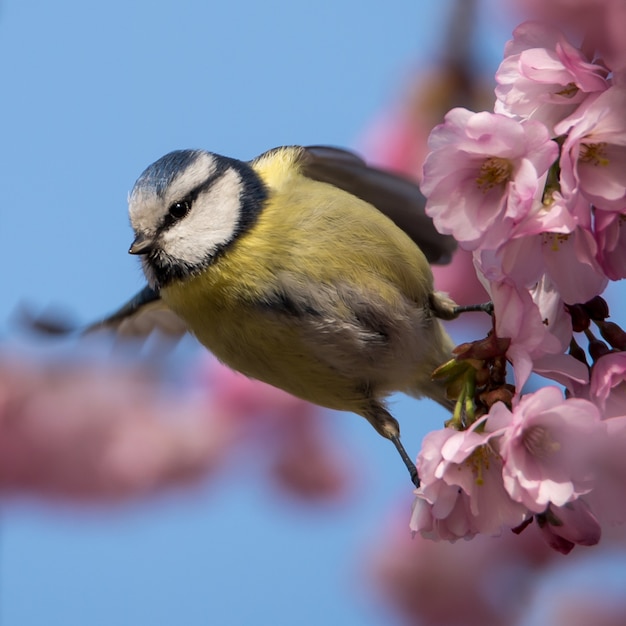 アオガラは桜の美しい枝に座っています。素晴らしい春の気分。