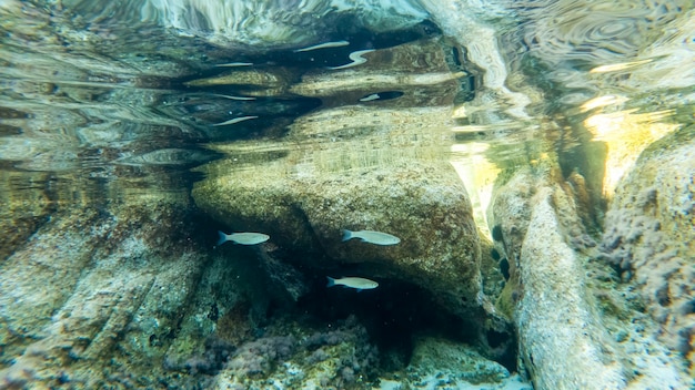 Acqua blu trasparente di un mare vicino alla costa, vista sott'acqua, rocce con muschio e pesci