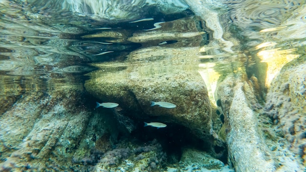 Голубая прозрачная вода моря у берега, вид под водой, скалы с мхом и рыбами