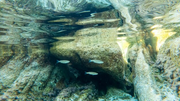 Голубая прозрачная вода моря у берега, вид под водой, скалы с мхом и рыбами