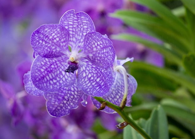 無料写真 青いバンダの蘭の花