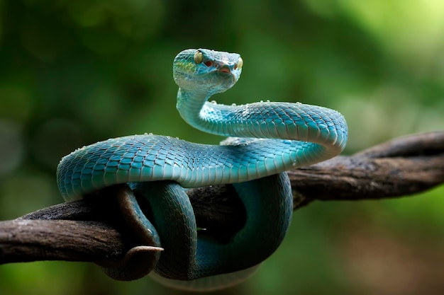 Free photo blue viper snake on branch viper snake blue insularis trimeresurus insularis