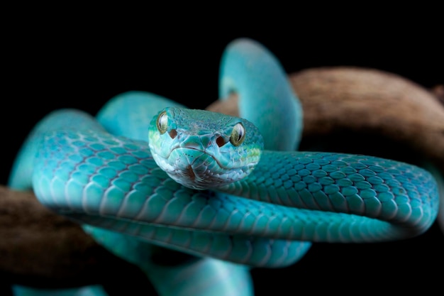 Blue viper snake on branch viper snake blue insularis Trimeresurus Insularis