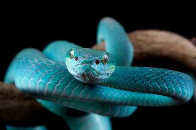 Змея синяя гадюка на ветке змея гадюка blue insularis Trimeresurus Insularis