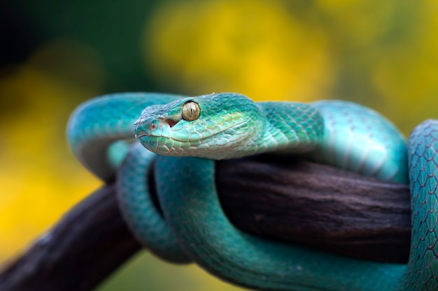 Free photo blue viper snake on branch viper snake blue insularis