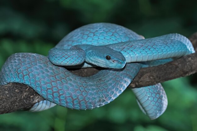 青い島の動物のクローズアップを攻撃する準備ができている枝に青い毒蛇の蛇