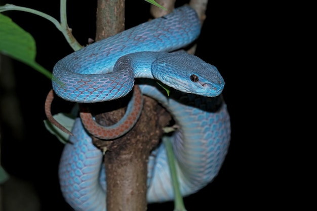 Blue viper snake on branch viper snake ready to attack blue insularis animal closeup