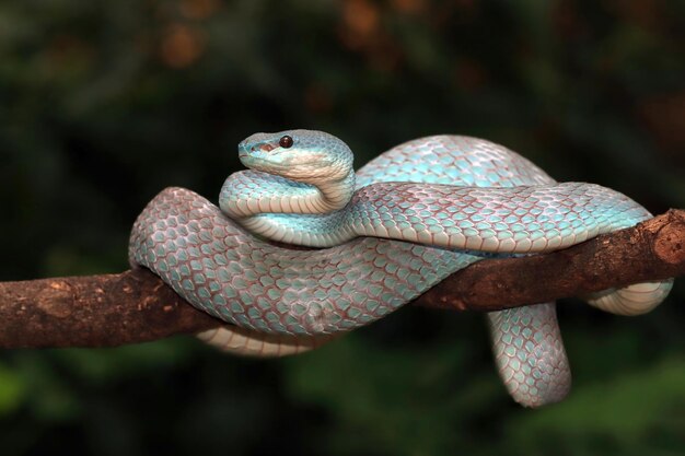 Blue viper snake on branch viper snake ready to attack blue insularis animal closeup