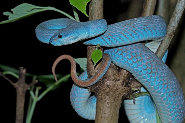 Blue viper snake on branch viper snake ready to attack blue insularis animal closeup