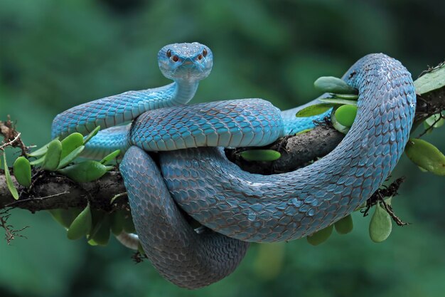 Blue viper snake on branch viper snake ready to attack blue insularis animal closeup