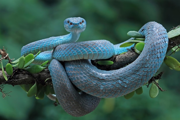 青い島の動物のクローズアップを攻撃する準備ができている枝に青い毒蛇の蛇