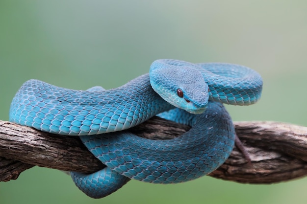 Синяя змея гадюка на ветке змея гадюка