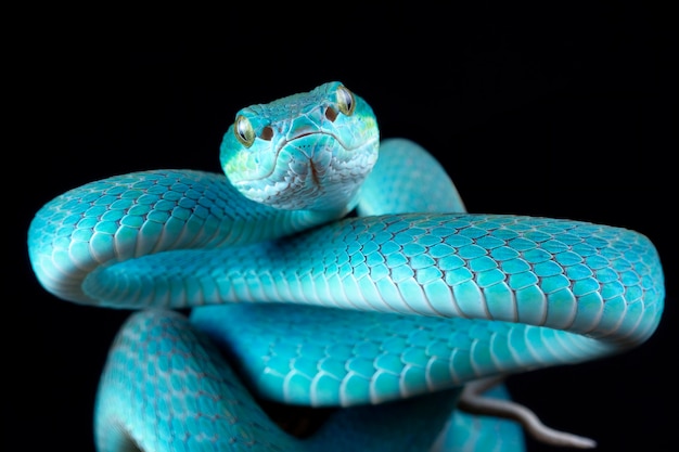 Blue viper snake on branch