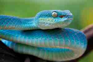 Foto gratuita serpente vipera blu sul ramo