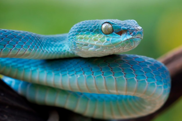 Blue viper snake on branch